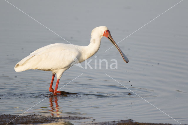 Afrikaanse Lepelaar (Platalea alba)