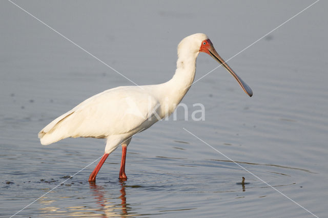 African Spoonbill (Platalea alba)