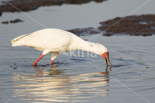 Afrikaanse Lepelaar (Platalea alba)