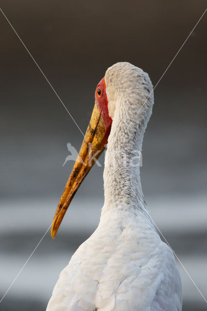 Yellow-billed stork (Mycteria ibis)