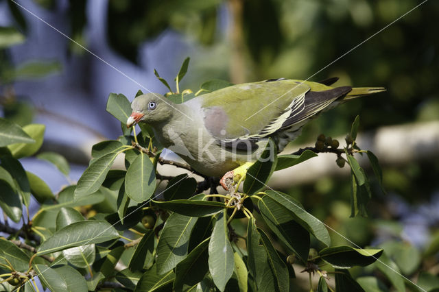 Afrikaanse Papegaaiduif (Treron calvus)