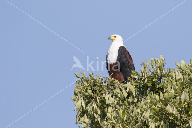 African fish eagle (Haliaeetus vocifer)