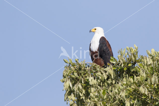 African fish eagle (Haliaeetus vocifer)