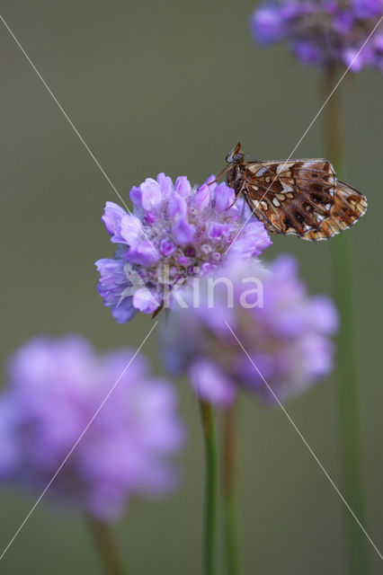 Violet Fritillary (Boloria dia)