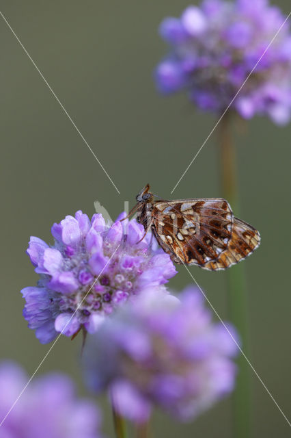 Violet Fritillary (Boloria dia)