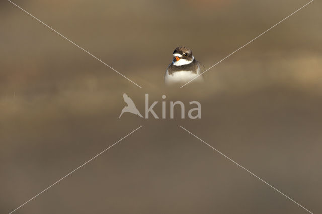 Amerikaanse Bontbekplevier (Charadrius semipalmatus)