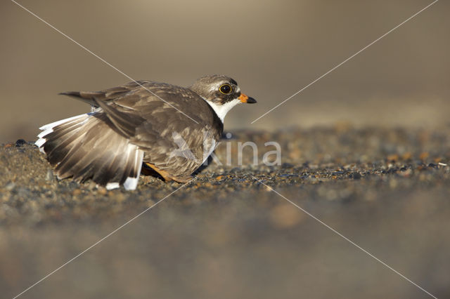 Amerikaanse Bontbekplevier (Charadrius semipalmatus)