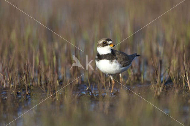 Amerikaanse Bontbekplevier (Charadrius semipalmatus)