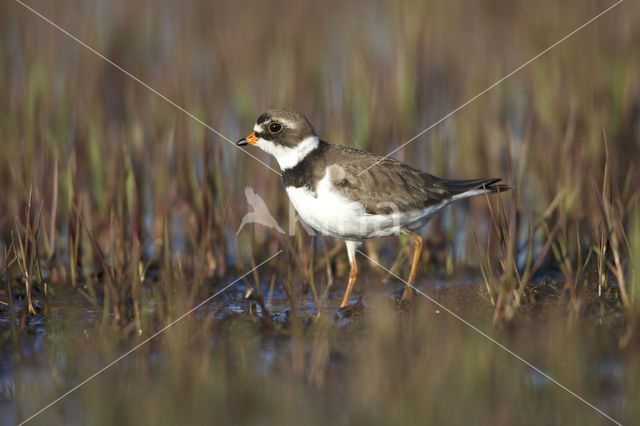 Amerikaanse Bontbekplevier (Charadrius semipalmatus)