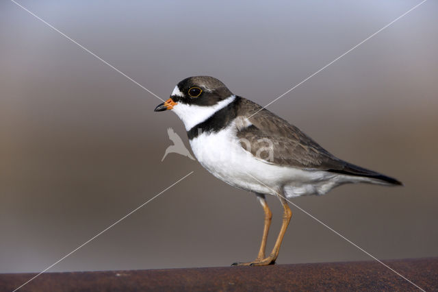 Amerikaanse Bontbekplevier (Charadrius semipalmatus)