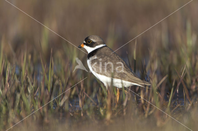 Amerikaanse Bontbekplevier (Charadrius semipalmatus)