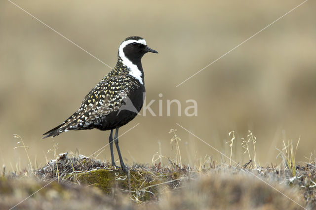 Amerikaanse Goudplevier (Pluvialis dominica)