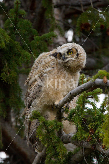 Amerikaanse Oehoe (Bubo virginianus)