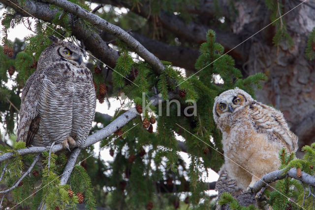 Amerikaanse Oehoe (Bubo virginianus)