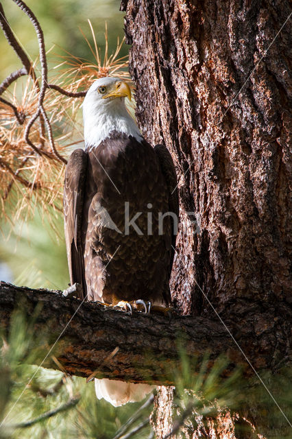 American bald eagle (Haliaeetus leucocephalus)