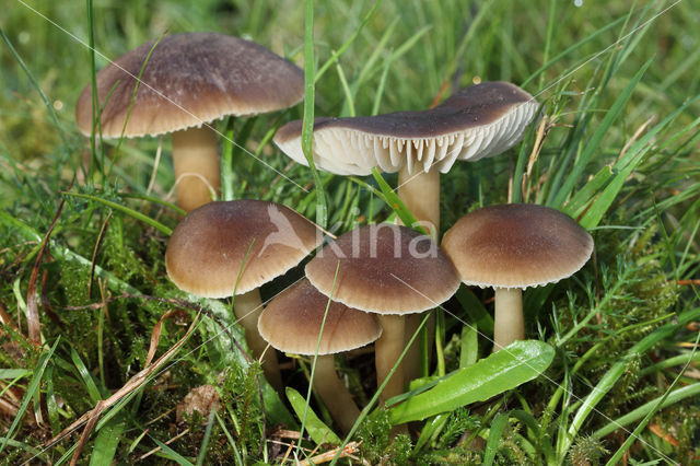 Nitrous Waxcap (Hygrocybe nitrata)