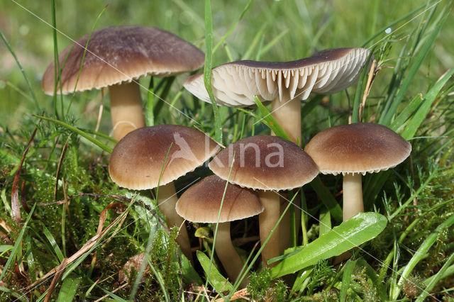 Nitrous Waxcap (Hygrocybe nitrata)