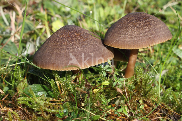 Nitrous Waxcap (Hygrocybe nitrata)