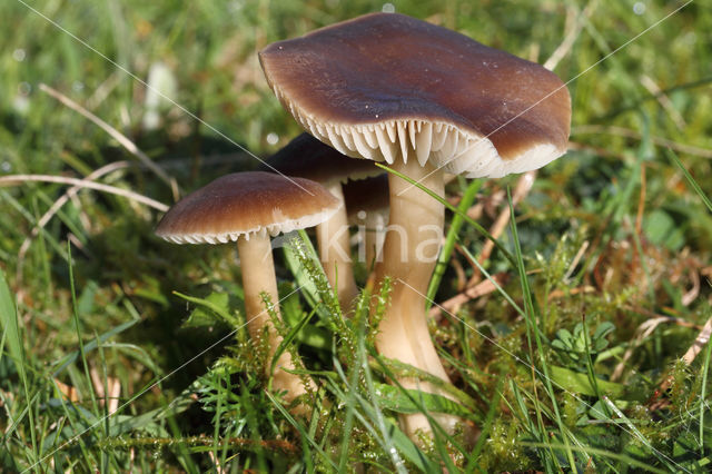 Nitrous Waxcap (Hygrocybe nitrata)