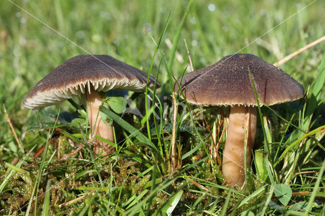 Nitrous Waxcap (Hygrocybe nitrata)