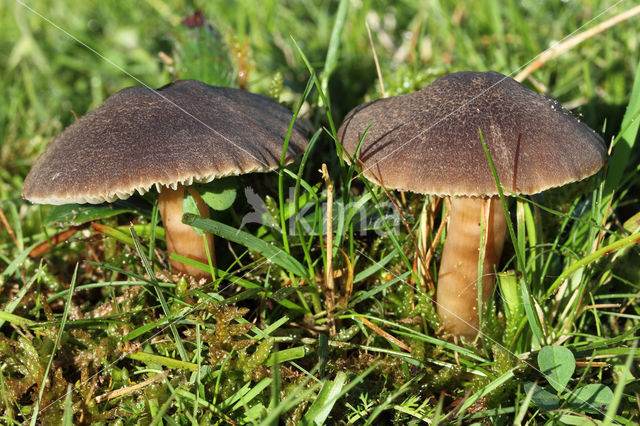 Nitrous Waxcap (Hygrocybe nitrata)