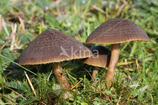 Nitrous Waxcap (Hygrocybe nitrata)