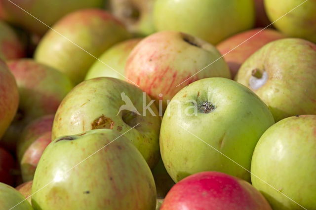 Apple (Malus domesticus)