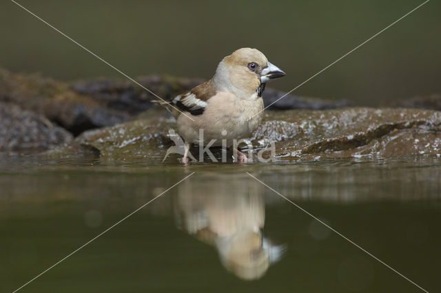 Hawfinch (Coccothraustes coccothraustes)