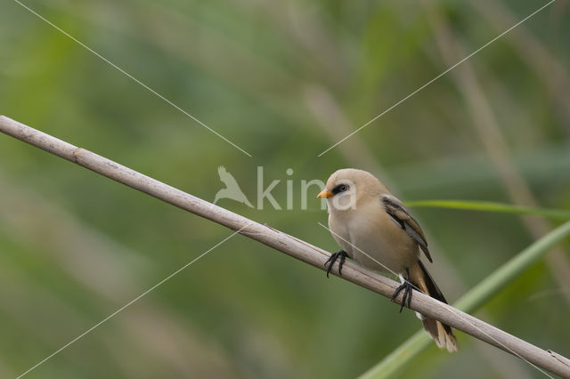 Bearded Reedling (Panurus biarmicus)