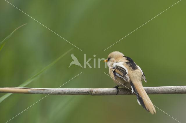 Bearded Reedling (Panurus biarmicus)