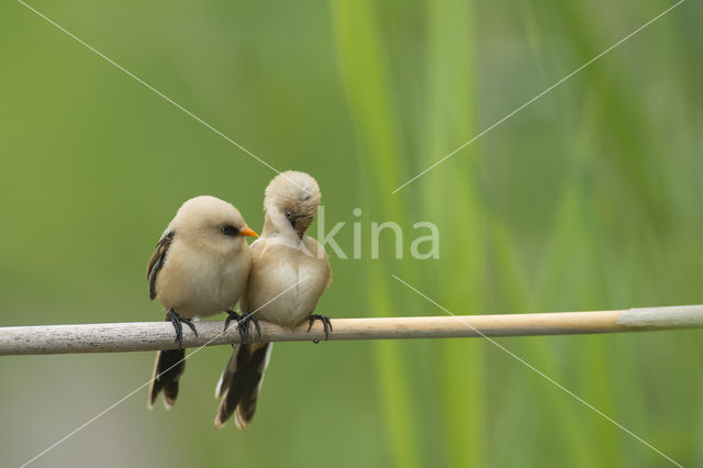 Bearded Reedling (Panurus biarmicus)