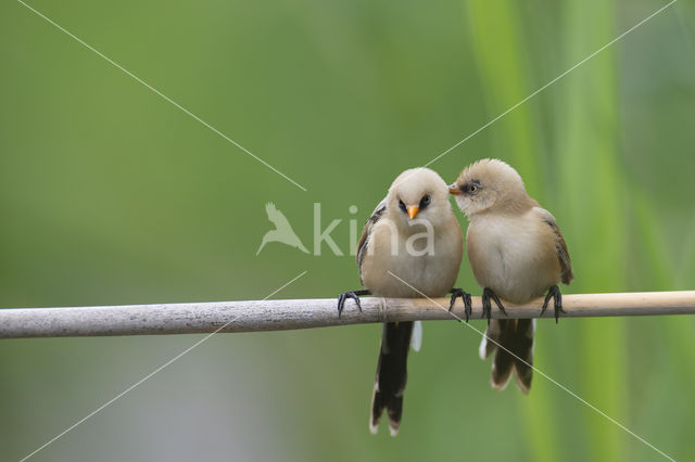 Bearded Reedling (Panurus biarmicus)