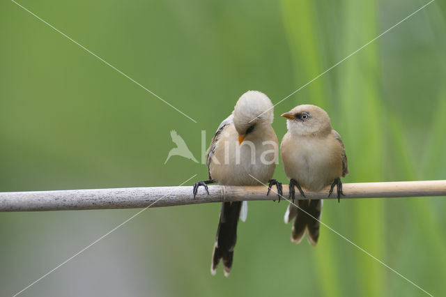 Bearded Reedling (Panurus biarmicus)