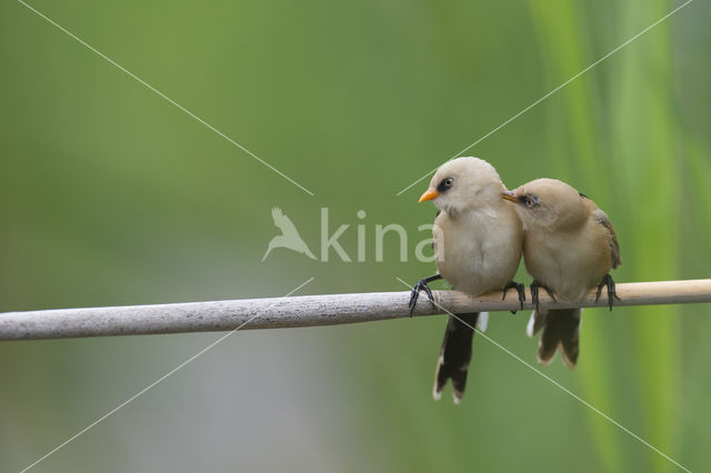 Bearded Reedling (Panurus biarmicus)