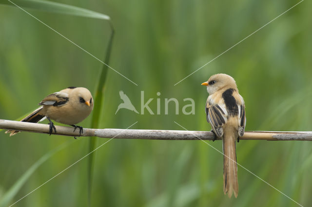 Bearded Reedling (Panurus biarmicus)