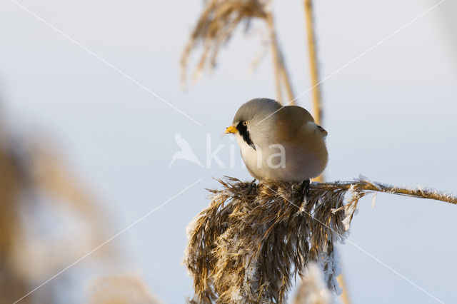 Bearded Reedling (Panurus biarmicus)