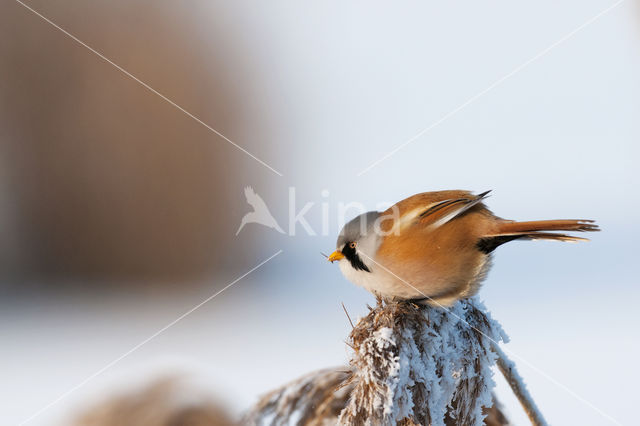 Bearded Reedling (Panurus biarmicus)