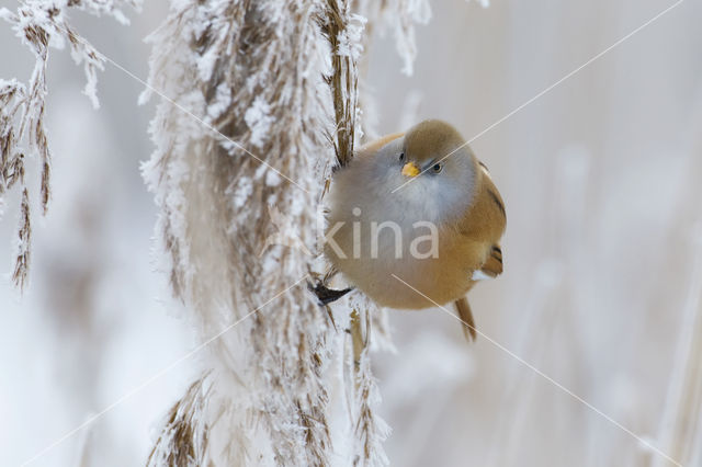 Bearded Reedling (Panurus biarmicus)