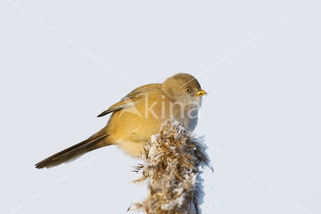 Bearded Reedling (Panurus biarmicus)