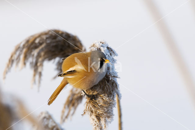 Bearded Reedling (Panurus biarmicus)