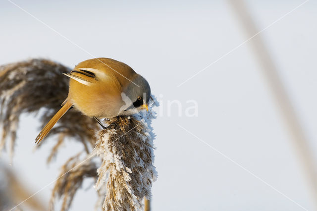 Bearded Reedling (Panurus biarmicus)