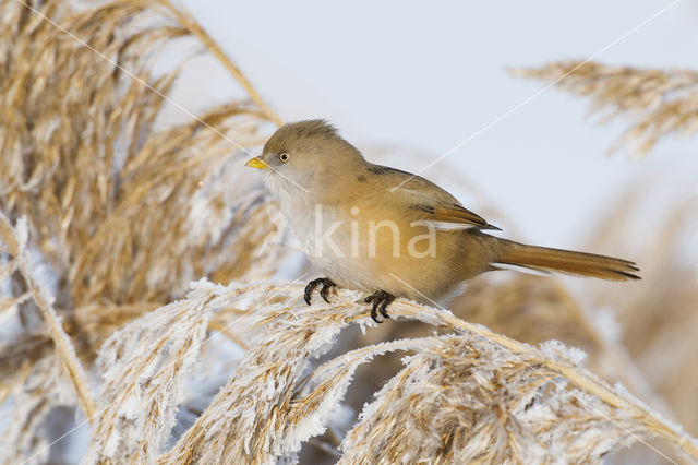 Bearded Reedling (Panurus biarmicus)