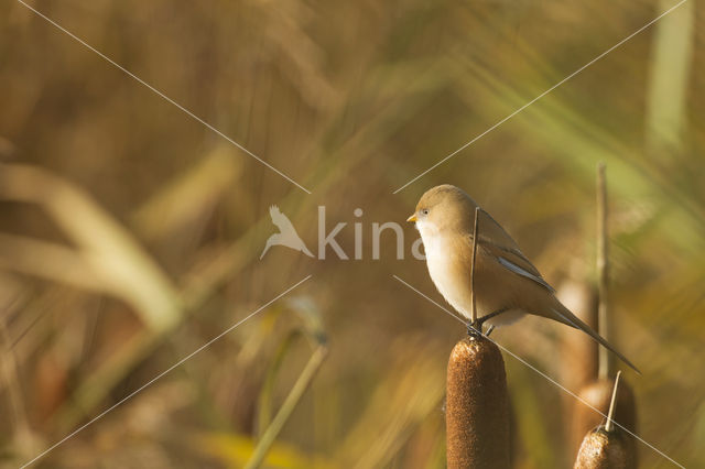 Bearded Reedling (Panurus biarmicus)