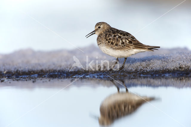 Bairds Strandloper (Calidris bairdii)