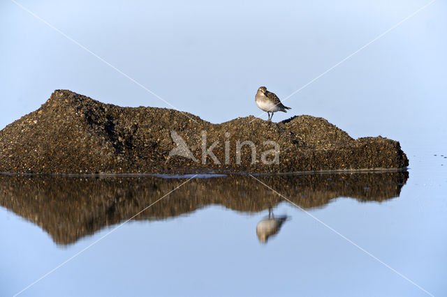 Baird's Sandpiper (Calidris bairdii)