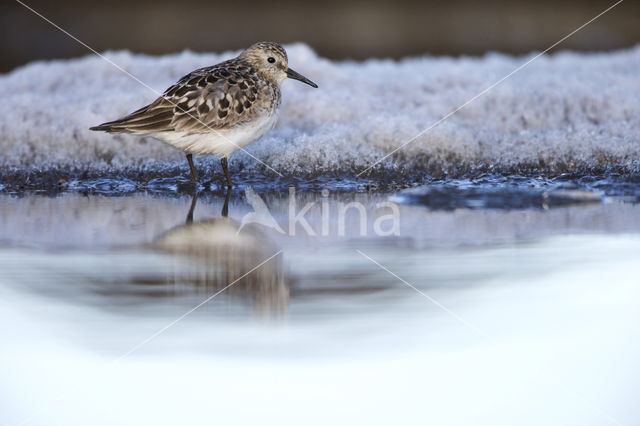 Baird's Sandpiper (Calidris bairdii)