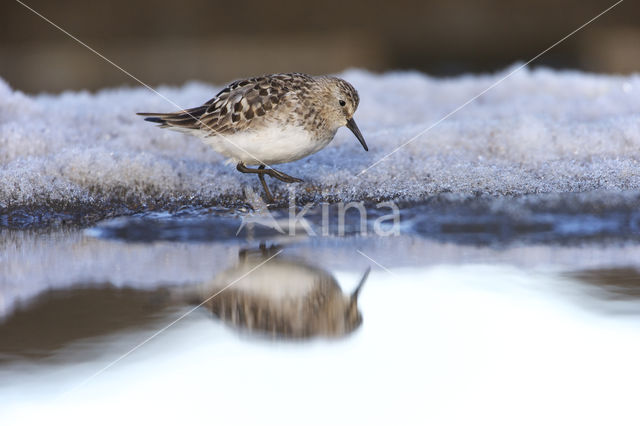 Baird's Sandpiper (Calidris bairdii)