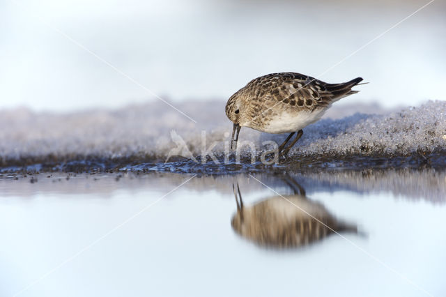 Bairds Strandloper (Calidris bairdii)