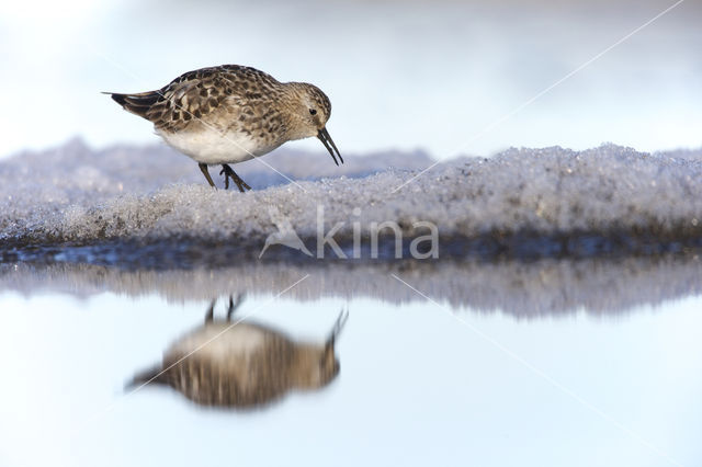 Bairds Strandloper (Calidris bairdii)