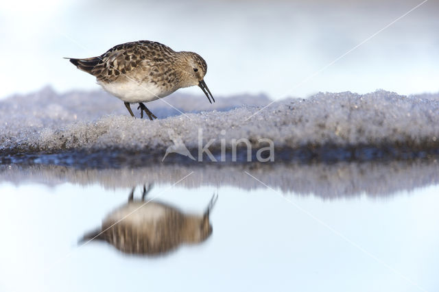 Baird's Sandpiper (Calidris bairdii)